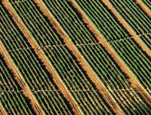 Annual Wellness Exams: Why Boise Families Should Prioritize Preventive Care